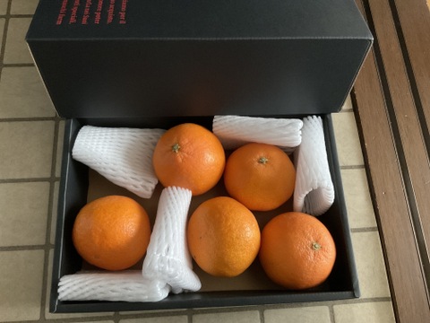 🍊ミシュラン御用達🍊わずか1%しか収穫されない『マドンナ』傾斜35度を誇る絶壁で実る希少な宇和島ブランド☆お試しキャンペーン約1kg🍊贈答用🍊【冬ギフト】【12月中旬予約】