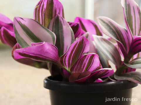 おしゃれなハンギングタイプ！観葉植物 トラディスカンチア ナヌーク 10.5cm吊り鉢 (203785)