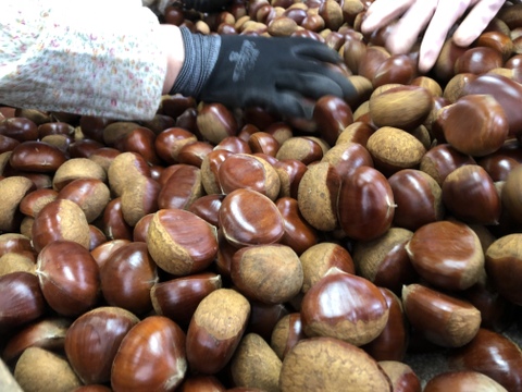 【福袋】【完熟熟成栗】超お得価格！熟成蔵出し特別セット『 Ｌ / 2L / 3L 』1㎏×3袋(計3kg)【限定６０個】