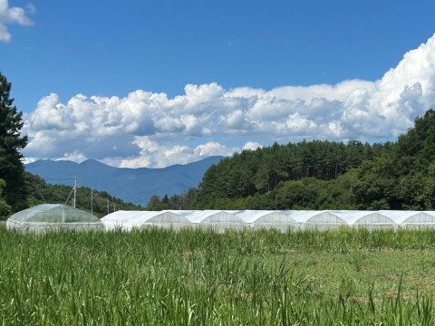 贈答用＞ 白いちご（6粒入×1パック） ☆クール便☆：長野県産の天使の