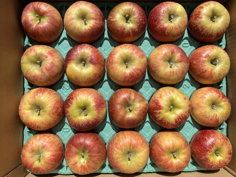 【家庭用】パリッとりんご！秋映 約5kg 信州りんご