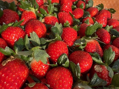 甘さと香りに惚れる朝摘み「古都華」540g 3Lサイズ