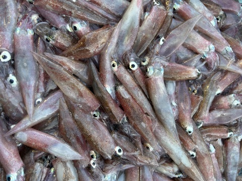 【-60冷凍】漁師の朝メシ！小ヤリイカの沖漬け２パック400g