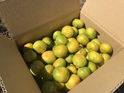 長崎県雲仙市産　岩崎早生みかん3kg