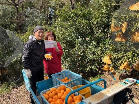 濃姫!せとか約3.5㎏~とろける食感