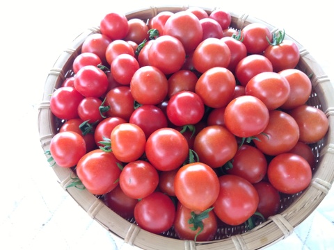 たまきちさん専用サイト
フルーツトマト1キロ、紅はるか1キロ、
栗かぼちゃ1個  、大根１本、ケール１袋
紅蕪２つ