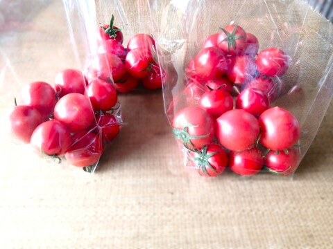 毎食トマト！バクバク食べちゃう栄ちゃんトマト　濃厚！小玉ピンポン玉サイズ