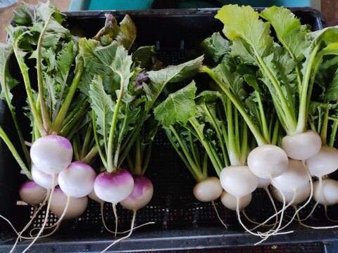 ✨農薬・化成肥料不使用の新鮮白菜「魂の白菜」特大サイズ×1玉+下仁田ネギ+旬のお野菜✨