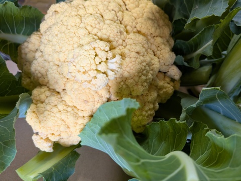 （８個）オレンジカリフラワー