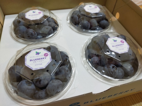 【最新品種】大粒ブルーベリー　びっくりのおいしさ♪