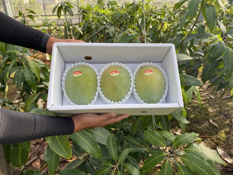 ★数量限定★沖縄県産キーツマンゴー　1.5kg（2~3玉）