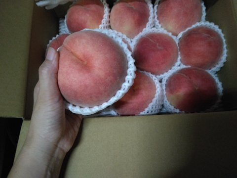 贈答に！桃源郷福島の『紅錦香』なめらかジューシー！とにかく甘い！（３キロ箱８〜11個）【本州の方限定】【８月中旬〜】