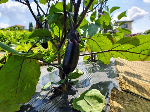 【栽培期間中　農薬不使用】王道×希少の“いいとこ取り”茄子セット（60サイズの箱にはいるだけ！）