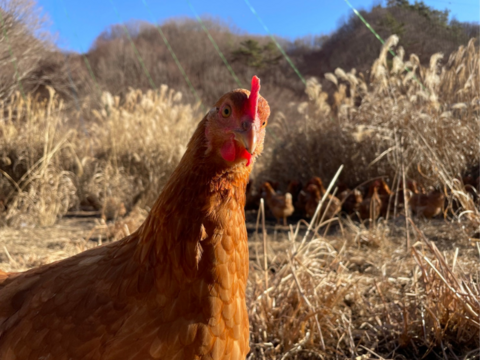 【百鶏卵】365日24時間･放し飼い！日本一幸せ環境で育ったニワトリのたまご(10個入り×２パック)