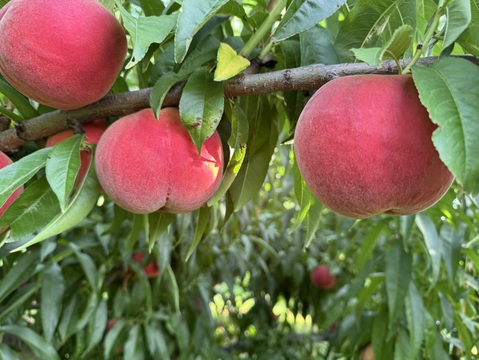 桃の概念が変わる硬さ【おどろき】訳あり品・ご家庭用 2kg