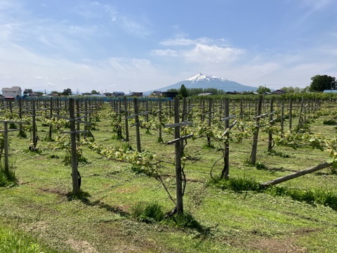 甘さ凝縮！濃厚ぶどうスチューベン（普段使いにピッタリ秀品）約2kg