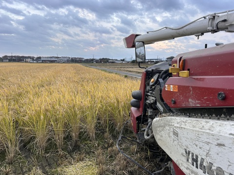 希少なブランド米    岐阜ハツシモ  
令和7年産  白米🍚