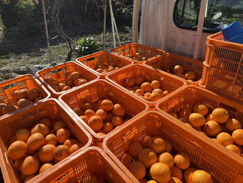 【ぷるん、とろり】完熟ハウス 福まどんな《ご家庭用 1kg》｜サイズ混合｜愛媛・西宇和産