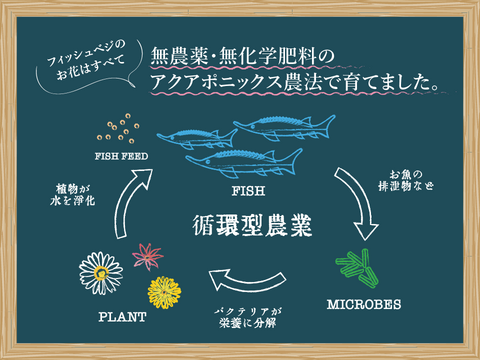 【エディブルフラワー】マリーゴールド・化学肥料/農薬不使用の安心して食べられるお花　6輪