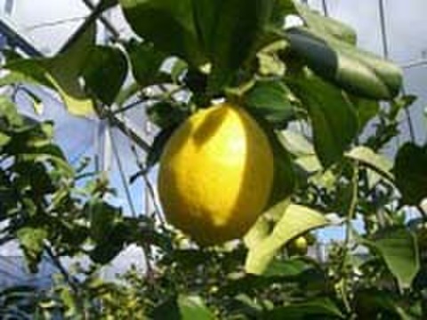 どちらも小さめ　レモン  ベルガモットあわせて１.８ｋｇ入り 【柑橘食べ比べ】