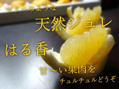 【福袋】【3箱セット】最新品種多数！史上最大のみかん食べ比べ！こだわり７品種がこの１箱でまるごと楽しめる！「旬のこだわり柑橘食べ比べ玉手箱-虹色-」ご家庭用　約３kg入　【商品番号】【2002-3】