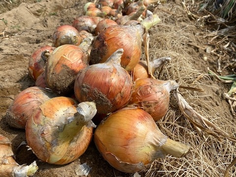 EM農法・農薬不使用栽培・新玉ねぎ・石川県産 5kg