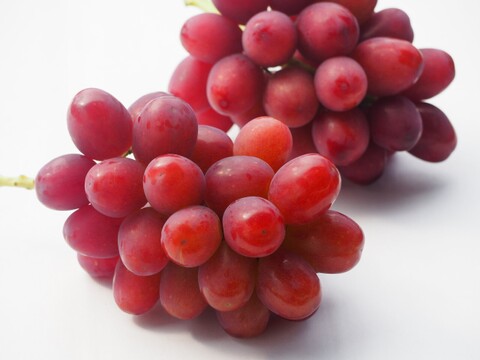【クイーンルージュ】皮ごと食べられる希少品種！甘さ際立つ高級ぶどう！