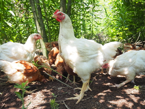 ワクチン不使用オーガニック鶏肉「薬食同源鶏・手羽先手羽元セット」（手羽先5本入×２、手羽元5本入×２）【計1,342g】ボーンブロスにもおすすめです