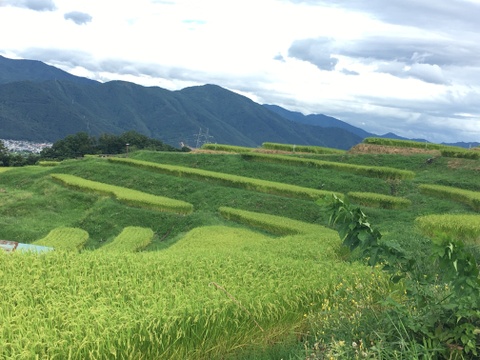 【2025年度新米】＊新米食べ比べセット＊ 信州 姨捨棚田の登録商標米　信州名月 オバステ観月