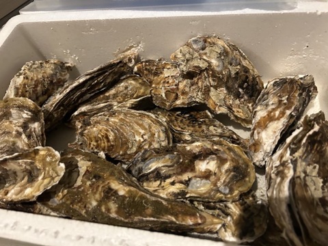 【期間限定10％OFF中】生食用２ｋｇ 殻付き 牡蠣 （14~30粒）牡蠣 殻付き牡蛎 牡蛎 kaki かき カキ 松島牡蠣屋 BBQに貝類 海産物 オイスターoyster
