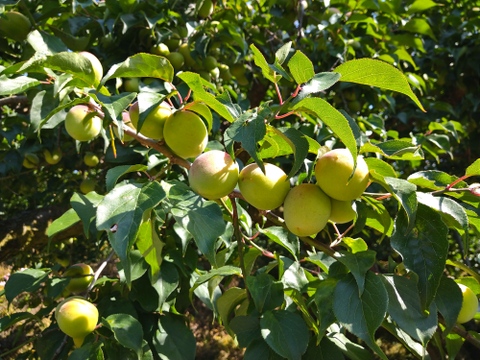 紀州南高梅 冷凍梅【訳あり・和歌山県産】0.5kg ※北海道沖縄配送不可