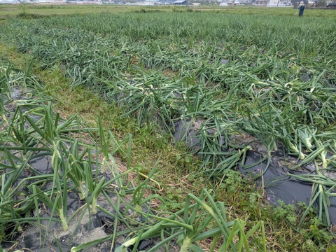 【玄海丸】皮むき玉ねぎ　福岡産　4.9kg