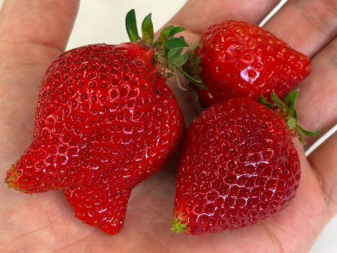 【バラ詰め】完熟あまおう１kg ジャムなどの加工用