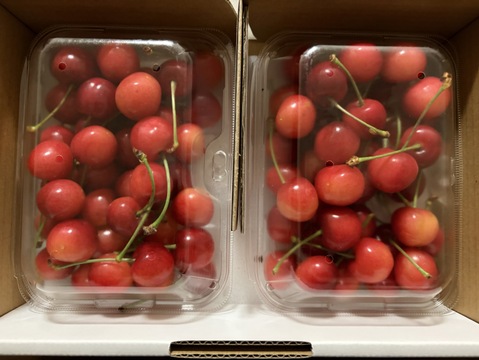 北海道仁木町産さくらんぼ（佐藤錦）700g特秀：北海道産の佐藤錦｜食べ
