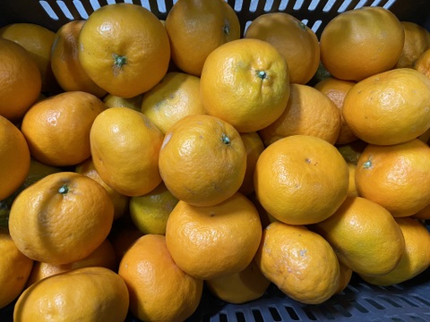 とってもいい香り！あまい！ジャンボなおひめ様【大玉】はれひめ（３ｋｇ）サンプル平均糖度１２度以上