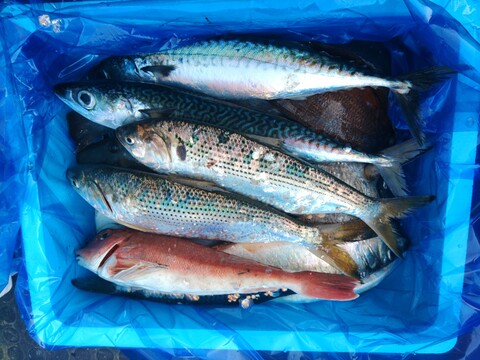 箱いっぱい！深浦の天然鮮魚セット（80サイズ）【母の日ギフト】などにもどうぞ！