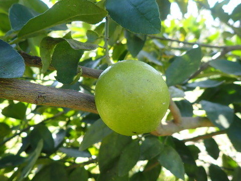 もぎたて　マイヤーレモン　 約1.5㎏