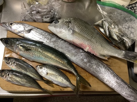 【商品説明必読】【未利用魚】漁師直送！捌かず食べれる！？おさかなセット【少人数向けサイズ】