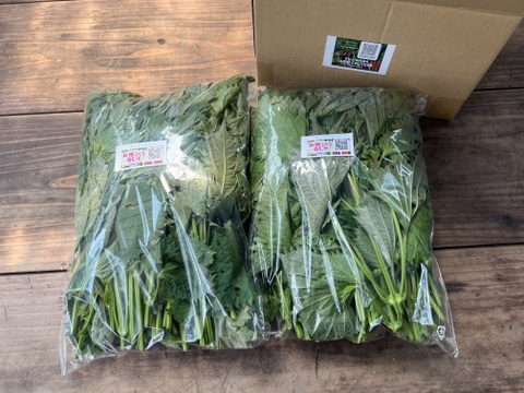 ☆有機JAS認証☆香り豊かな朝採れ青しそ600g