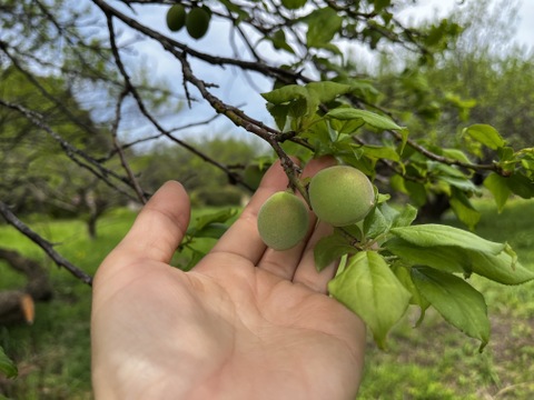 【南高梅・青梅】自然栽培 農薬不使用の安心梅！サイズ混合2kg