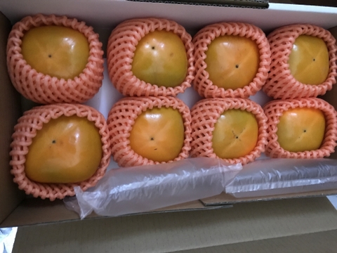 【橋本市送料無料キャンペーン】秋の味覚　和歌山のたねなし柿  贈答用　2L〜3L 8個入り