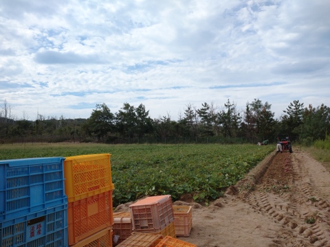 【訳あり】追熟後、ねっとり甘い！砂丘の紅はるか(５kg)