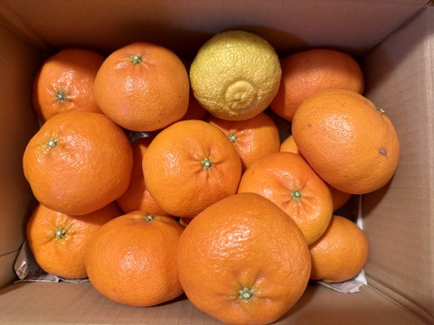 残りわずか　甘平 家庭用Ａ品　4キロ　はるかのおまけつき