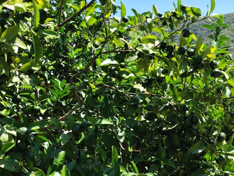 期間限定！奄美大島産の南国シークワーサー✿香りと酸味が際立つ新鮮果実 3kg✿農薬不使用栽培です。毎日のドリンクやスイーツ、お料理に楽しめます。