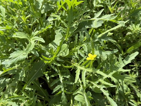 【新鮮】農薬不使用、化学肥料不使用　セルバチコ　100g【冬ギフト】