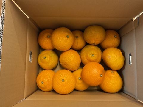 スイートスプリング　約５Ｋ以上 サイズ：おまかせ（M以上）