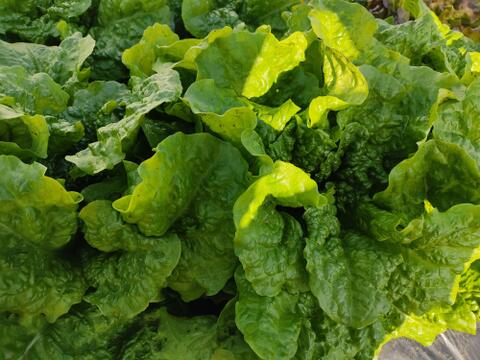 🍃【朝採り】旬の株どりレタス3～4株 ＋ 旬野菜の詰め合わせBOX🍃