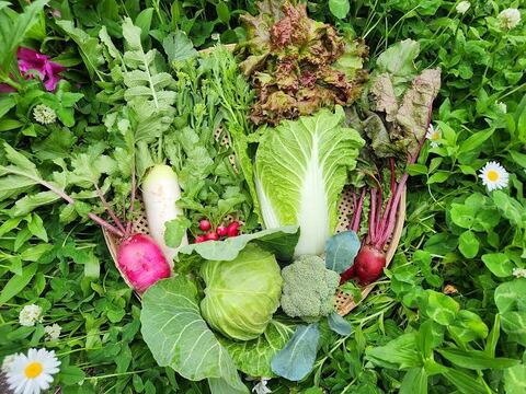 【朝どれ】信州春野菜セット【10品目】