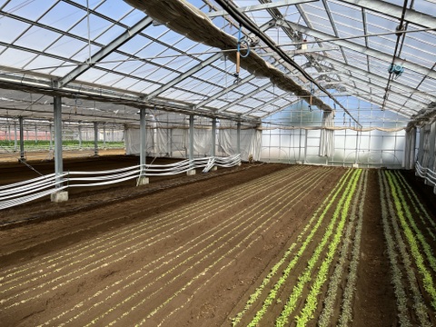 洗ってお皿に盛り付けるだけの『サラダセット』50g×10袋