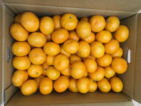 三ヶ日みかん早生「こつぶちゃんたち」5kg